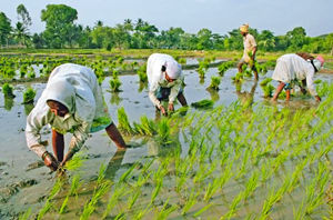 Agriculture essay代写-关于印度农业经济英文论文